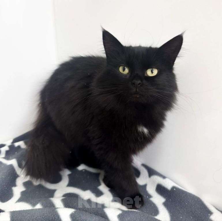 Кошки в Москве: Кошечке Одри очень одиноко в боксике Девочка, Бесплатно - фото 3