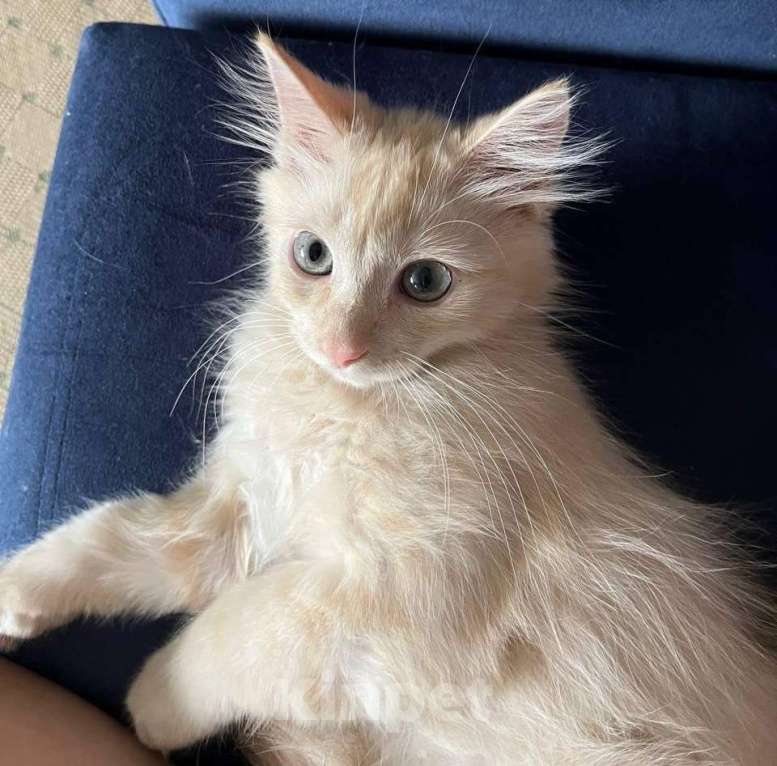 Кошки в Воронеже: Персей котенок 4 месяца ждет добрые ручки! Мальчик, Бесплатно - фото 3