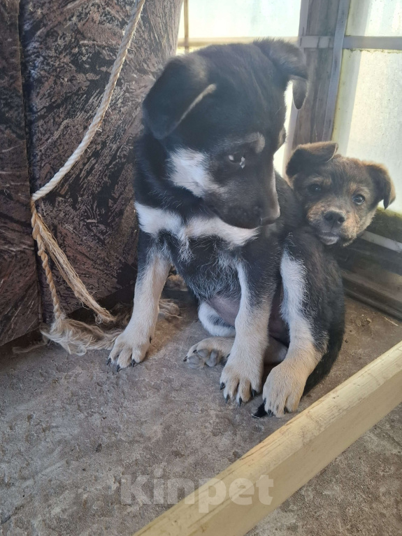 Собаки в Астрахани: "Щенки в добрые руки — крепкие дворовые!" Разнополые, Бесплатно - фото 8