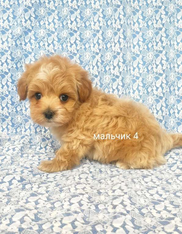 Собаки в Москве: мальтипу мальчик Мальчик, 80 000 руб. - фото 2