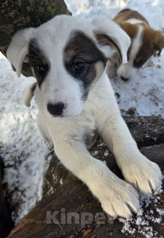Собаки в Москве: В поисках дома Девочка, Бесплатно - фото 4