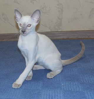Объявление: Ориентальный котенок, 15 000 руб., Краснодар