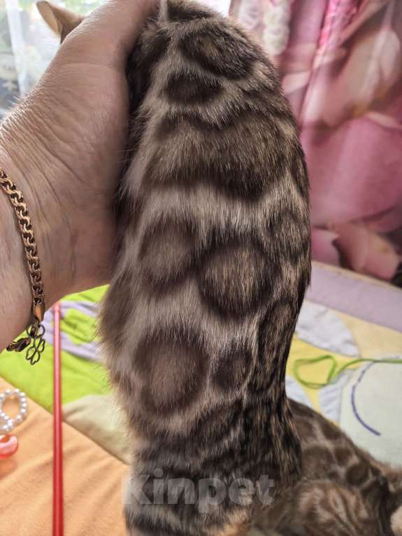 Кошки в Ельце: Снежные эксклюзивчики Мальчик, Бесплатно - фото 2