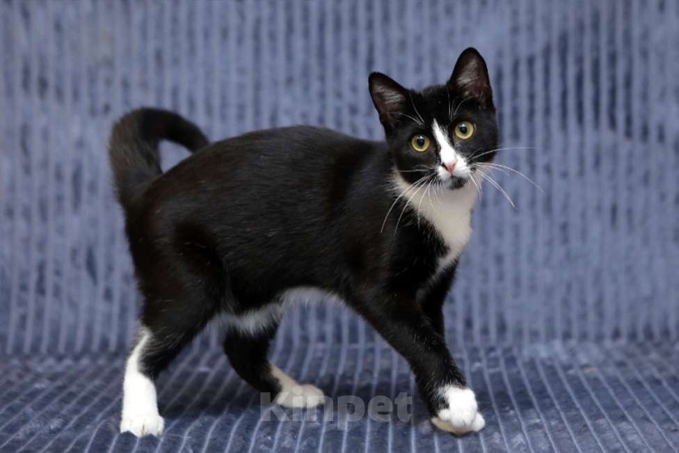 Кошки в Санкт-Петербурге: Особенная Василиса в добрые руки Девочка, Бесплатно - фото 4