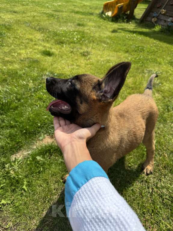 Собаки в Москве: Джесс Девочка, 25 000 руб. - фото 3