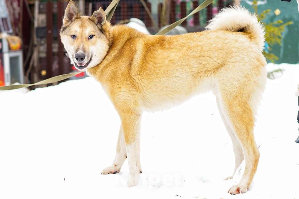 Собаки в других городах Московской области: Деймон. Пёс, который видит сердцем. Мальчик, Бесплатно - фото 5