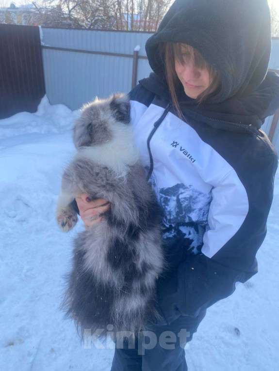 Собаки в Липецке: Бордер Колли щенки Мальчик, 95 000 руб. - фото 3