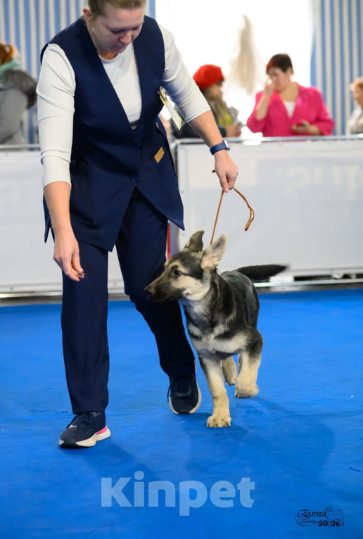 Собаки в Красноярске: Щенок ВЕО Нелли Голд Девочка, Бесплатно - фото 3