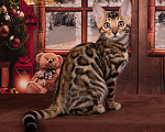 Кошки в Москве: Бенгальский котенок. Мальчик Мальчик, 55 000 руб. - фото 5