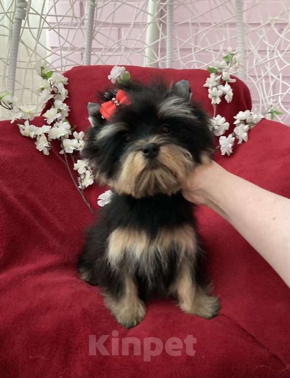 Собаки в Москве: Чёрный йорк мальчик стандарт нежный Мальчик, 40 000 руб. - фото 7