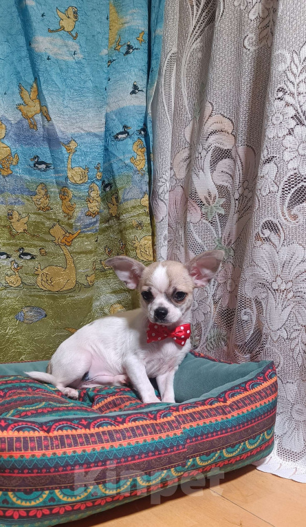 Собаки в Москве: Мальчик в горошек Мальчик, 32 000 руб. - фото 1