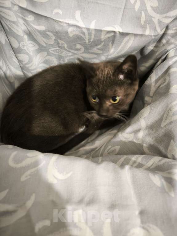 Кошки в Санкт-Петербурге: Очень шилопопопый мальчик Мальчик, Бесплатно - фото 3