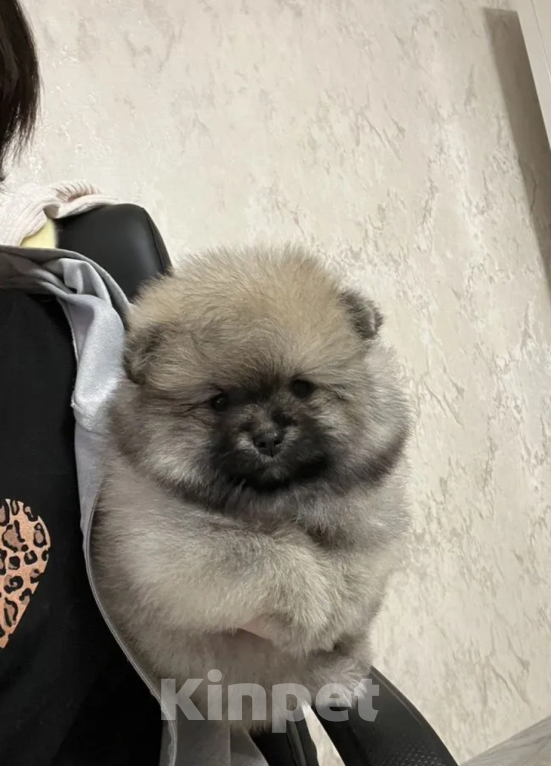 Собаки в Москве: Девочка Девочка, 20 000 руб. - фото 1