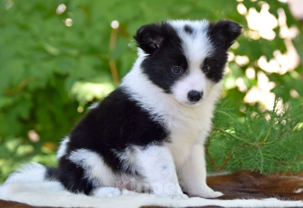 Собаки в Москве: Ненецкая оленегонная лайка, сука Дакота. Девочка, 60 000 руб. - фото 4