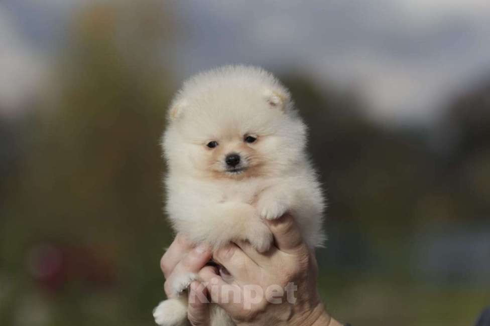 Собаки в Москве: Померанский шпиц, мальчик  Мальчик, Бесплатно - фото 3