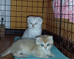 Кошки в Санкт-Петербурге: Шотландский кот Мальчик, Бесплатно - фото 7