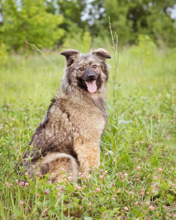 Собаки в Москве: Небольшая девочка из приюта ищет дом Девочка, Бесплатно - фото 10