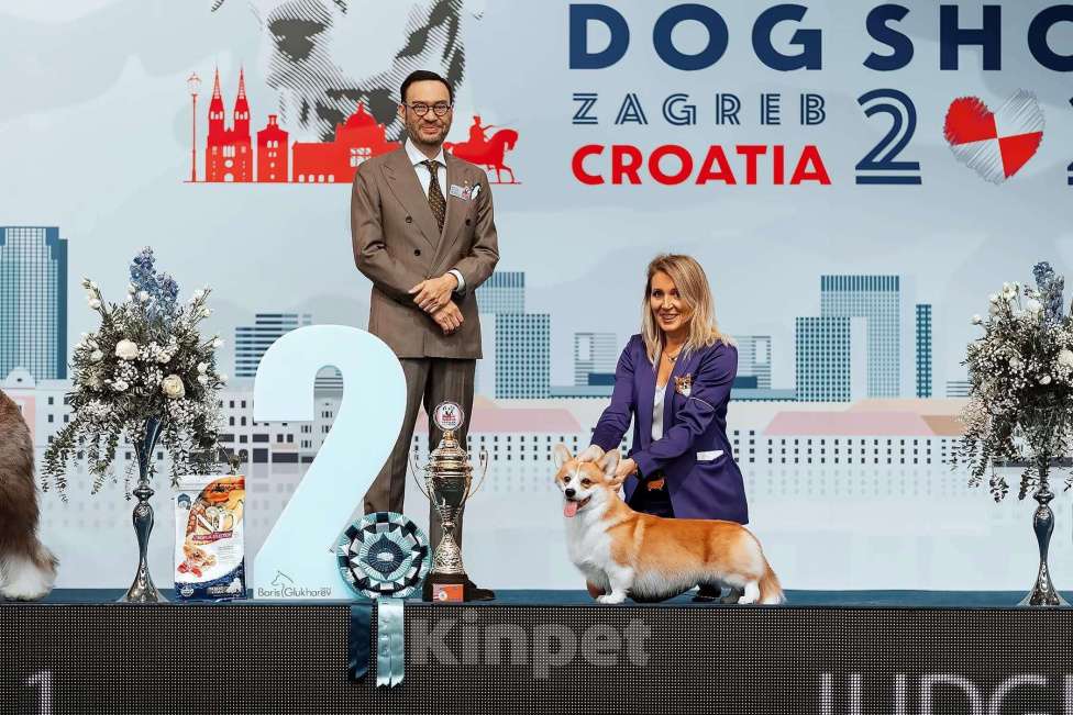 Собаки в Москве: Щенки Корги от Юного Чемпиона Мира Разнополые, 70 000 руб. - фото 5