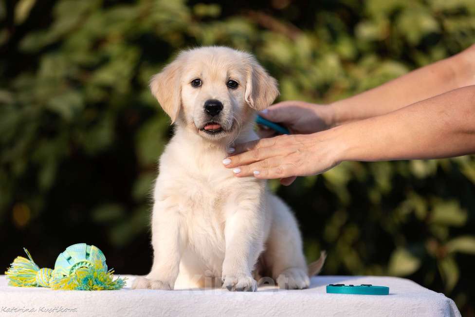 Собаки в Москве: Щенок золотистого ретривера девочка из питомника в Москве Девочка, 70 000 руб. - фото 5