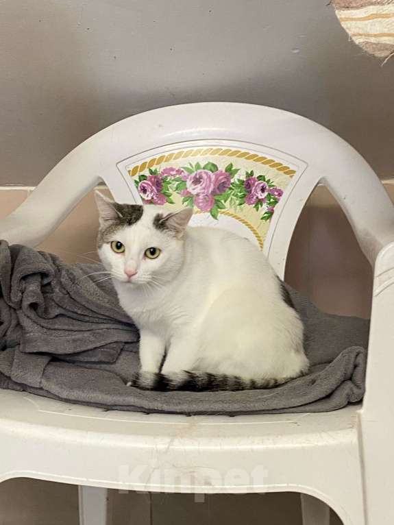 Кошки в Вологде: Паинька Девочка, Бесплатно - фото 3