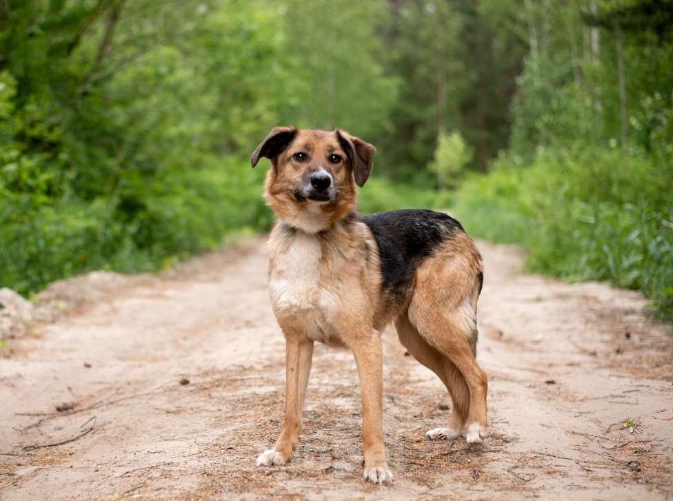 Собаки в Ногинске: Красавица Самара ищет дом Девочка, Бесплатно - фото 4