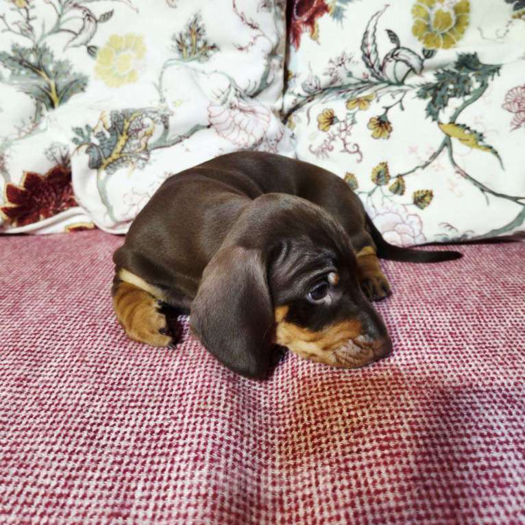 Собаки в других городах Московской области: Породистый щенок таксы Мальчик, 50 000 руб. - фото 2