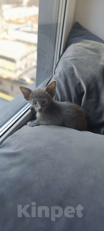 Кошки в Москве: Ориентальная девочка Девочка, 65 000 руб. - фото 4