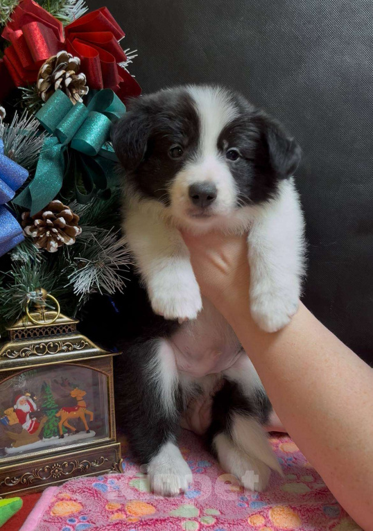 Собаки в Москве: Бордер колли щенок Мальчик, 70 000 руб. - фото 1