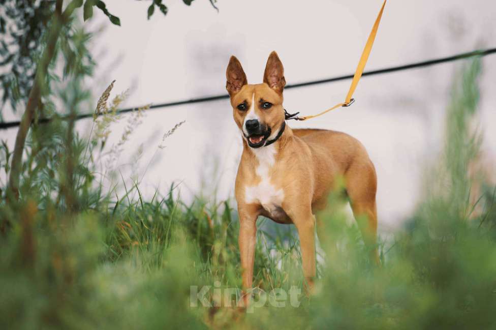 Собаки в Москве: Альфа Девочка, Бесплатно - фото 4