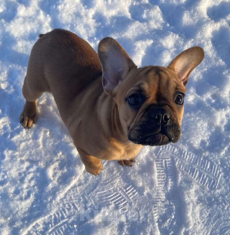 Собаки в Санкт-Петербурге: Великолепная девочка французик !  Девочка, 45 000 руб. - фото 3