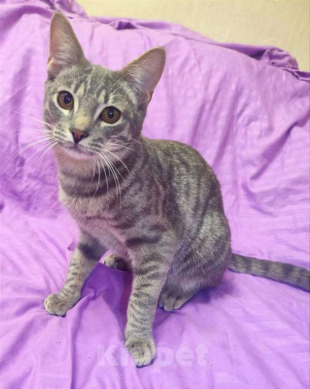 Кошки в Москве: Наигрались и выкинули под колеса. Котик Чарли Мальчик, Бесплатно - фото 2