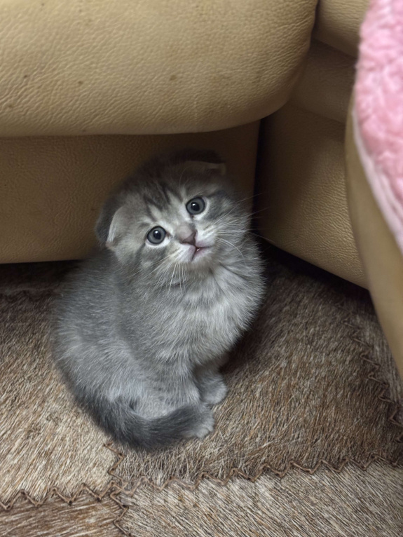 Кошки в Ульяновске: Шотландский котенок  Мальчик, 6 000 руб. - фото 5