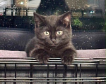 Кошки в Москве: Котенок девочка ищет дом Девочка, Бесплатно - фото 2