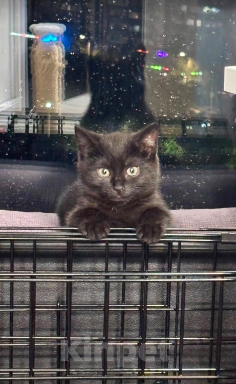 Кошки в Москве: Котенок девочка ищет дом Девочка, Бесплатно - фото 2