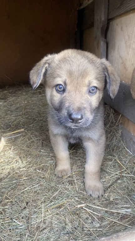Собаки в Омске: Ищут дом замечательные щенки🐶 Мальчик, Бесплатно - фото 5