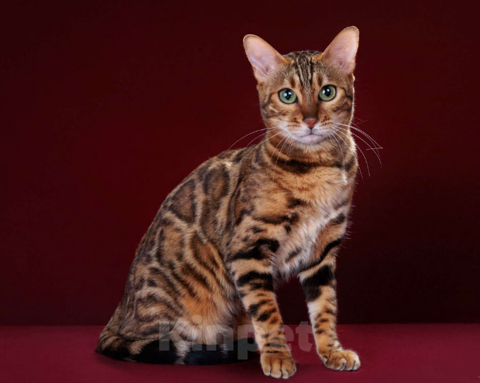 Кошки в Москве: Бенгальский котенок-девочка, питомник ABCats (WCF) Москва Девочка, Бесплатно - фото 6