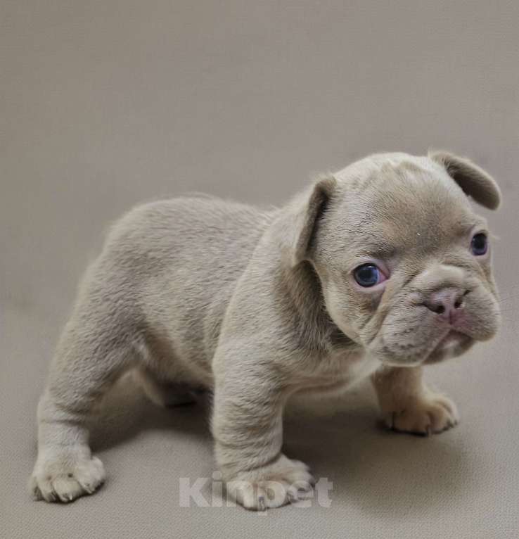 Собаки в Тюмени: Французский Бульдог Изабелла мальчики Мальчик, 80 000 руб. - фото 1