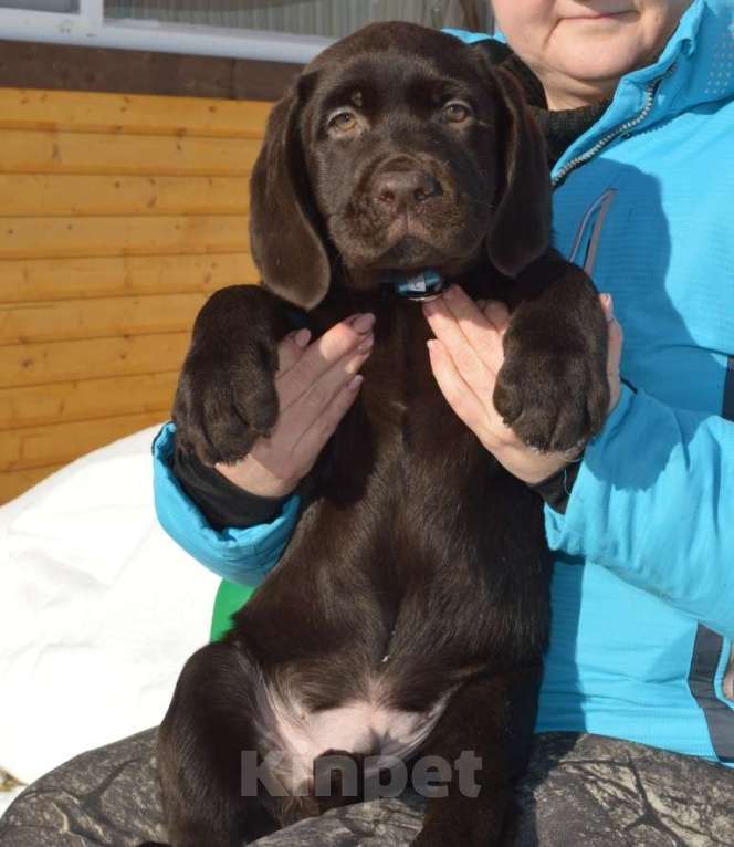 Собаки в Химках: Щенки лабрадора шоколадного окраса Мальчик, 70 000 руб. - фото 4