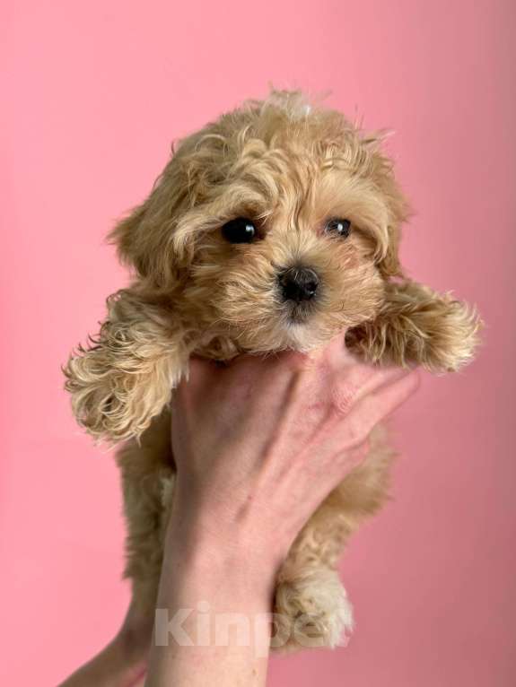 Собаки в Новосибирске: Мальти-пу f1 Девочка, 100 000 руб. - фото 9