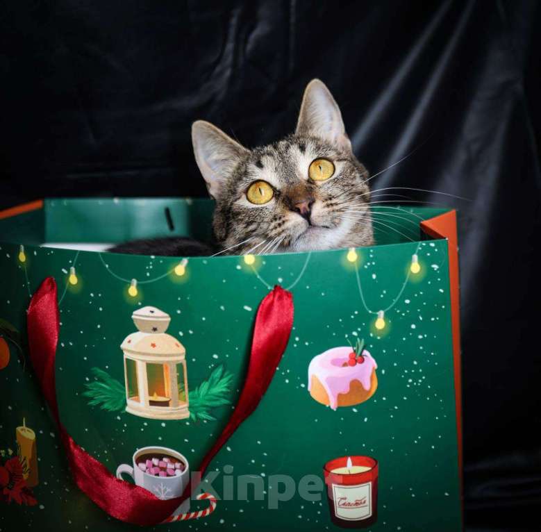 Кошки в Москве: кошка Липучка ищет дом Девочка, Бесплатно - фото 2