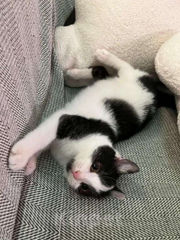 Собаки в Москве: Котенок с ладошку. Ласковый Лука Мальчик, Бесплатно - фото 4