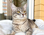 Кошки в Москве: Сноу - молодой котик ищет дом, в добрые руки Мальчик, Бесплатно - фото 7