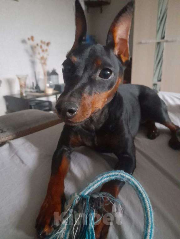Собаки в других городах Калининградской области: Цвергпинчер Девочка, 55 000 руб. - фото 3