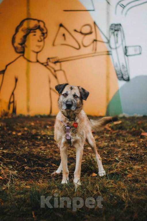 Собаки в Москве: Спокойная собачка Тера из Курска в добрые руки Девочка, 1 руб. - фото 4