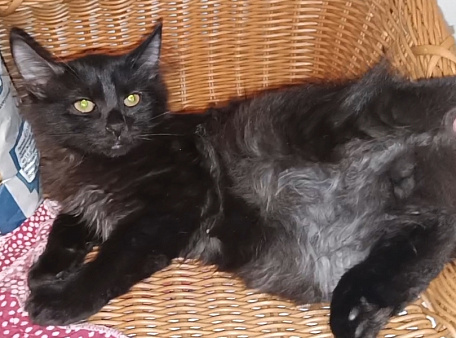 Котятки в семью, в добрые руки