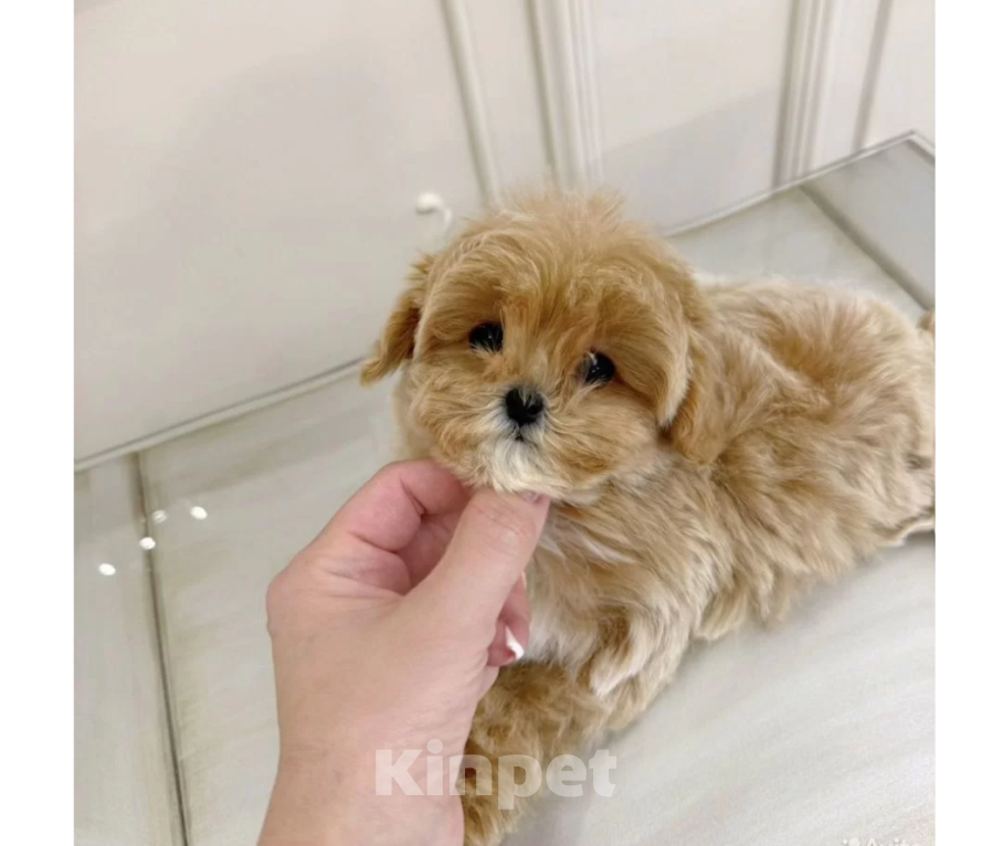 Собаки в Махачкале: Мальтипу микро Китай  в Москве Девочка, 350 000 руб. - фото 2