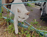 Кошки в Одинцово: Нашла кошку Одинцово! Полностью белый окрас, глаза зелёные с гетерохромией Девочка, 1 руб. - фото 6