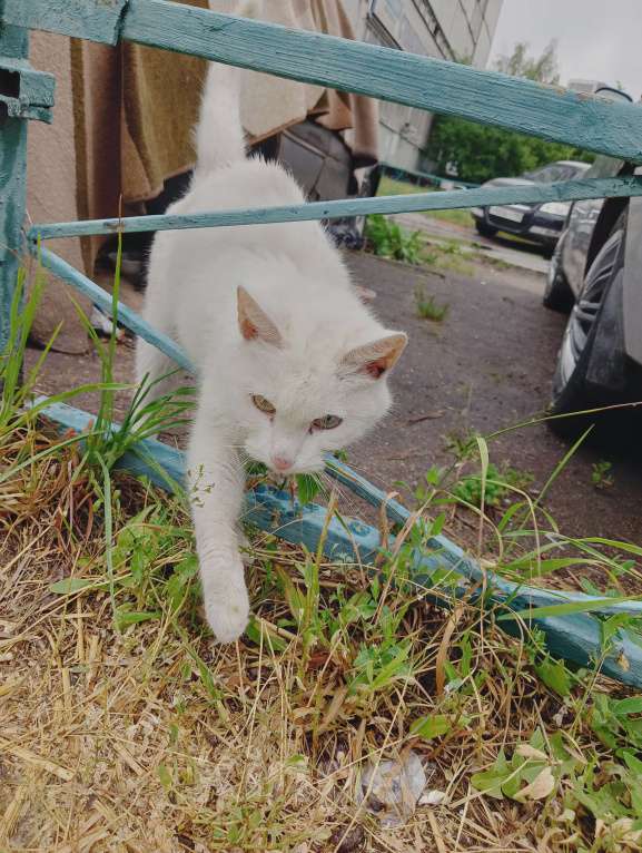 Кошки в Одинцово: Нашла кошку Одинцово! Полностью белый окрас, глаза зелёные с гетерохромией Девочка, 1 руб. - фото 6