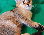 Кошки в Волгограде: Шотландские ласковые котята Девочка, 15 000 руб. - фото 7