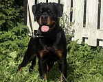 Собаки в других городах Ленинградской области: Подрощенный щенок ротвейлера Мальчик, 60 000 руб. - фото 3
